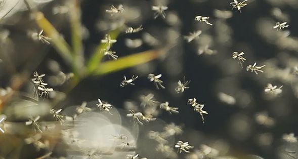 Lutte contre la prolifération des moustiques et pour la préservation de la biodiversité